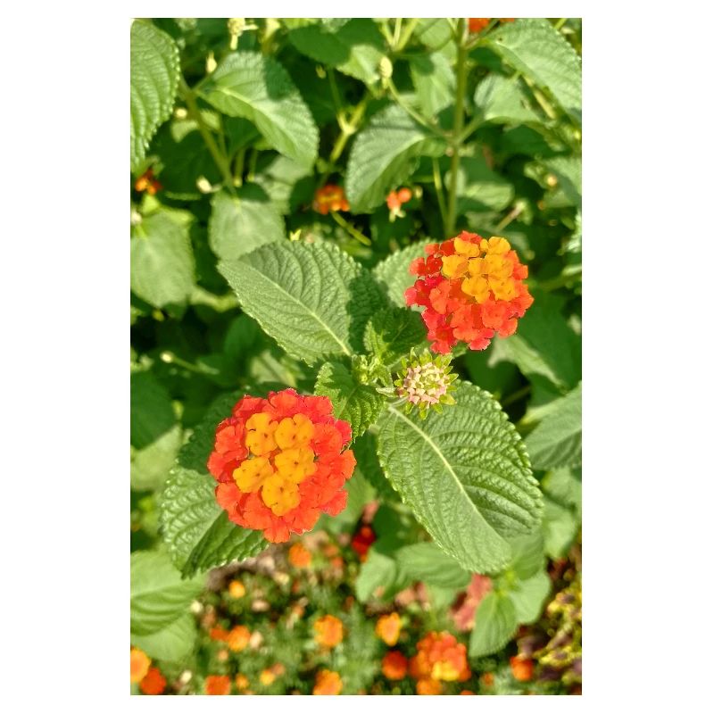 Blooming Garden – Colourful Atmosphere