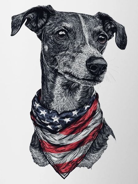 Whippet