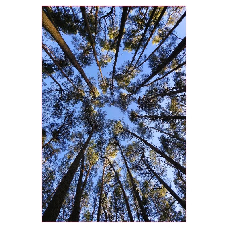 Between the sky and the treetops – a look up
