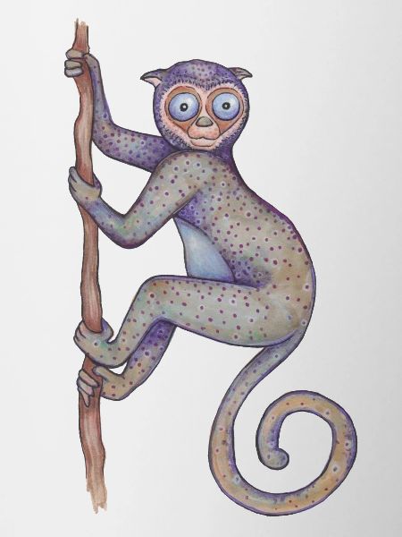 Sifaka