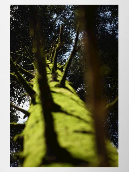 Low-Angle Tree Douglas fir