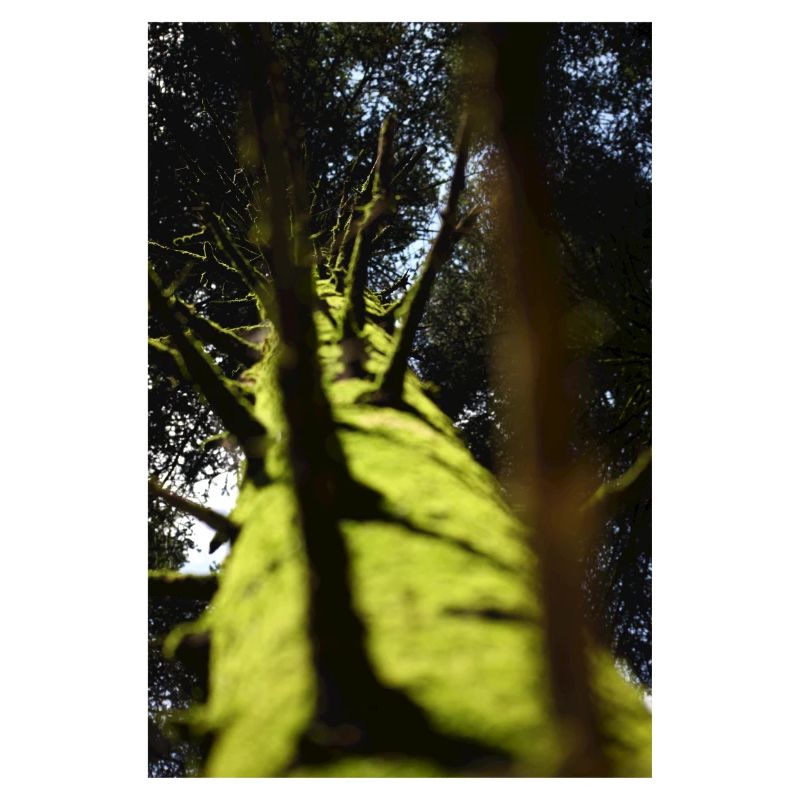 Arbre contre-plongée pin douglas