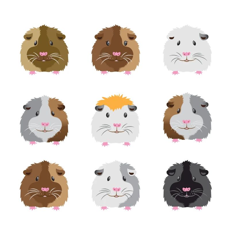 Neuf visages de cobayes
