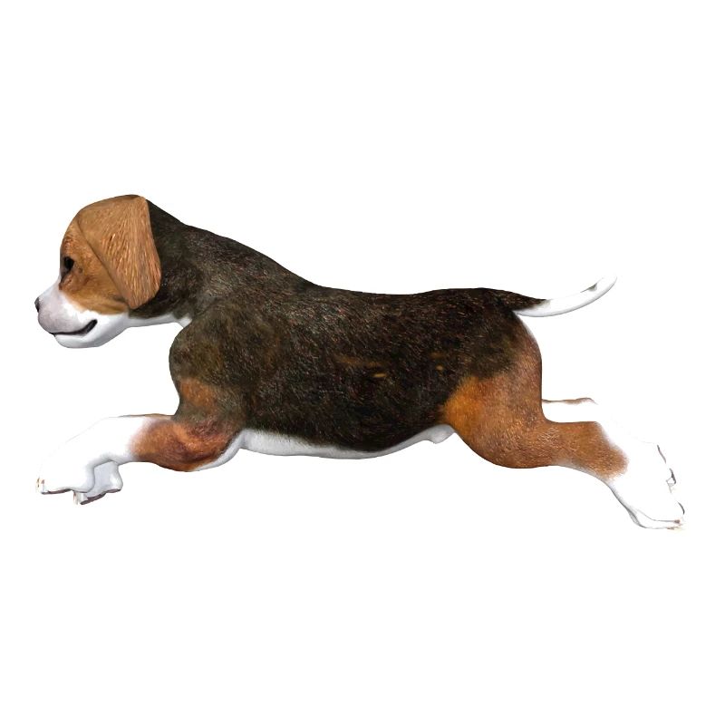 Chiot Beagle