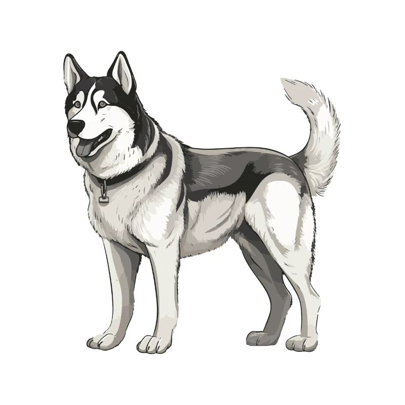 Husky Dog