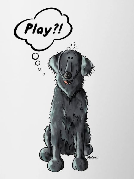 Flat Coated Retriever Play