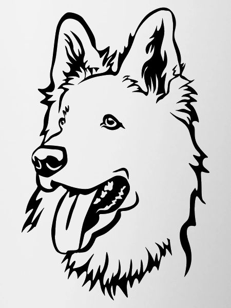 Swiss Shepherd Head