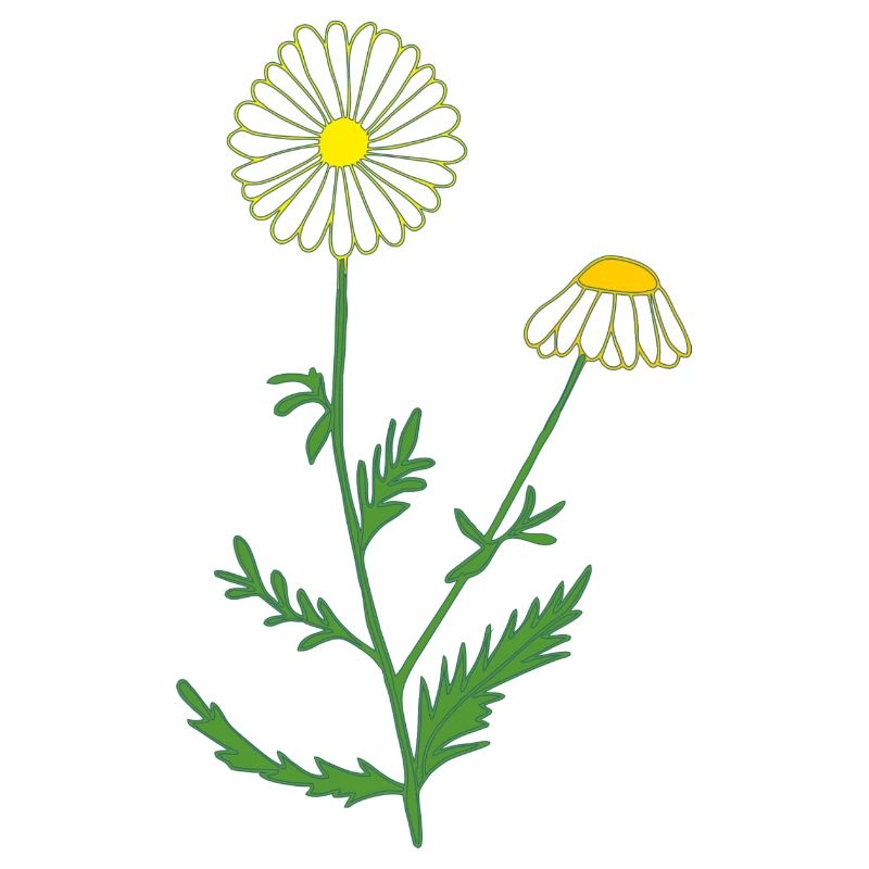 camomille