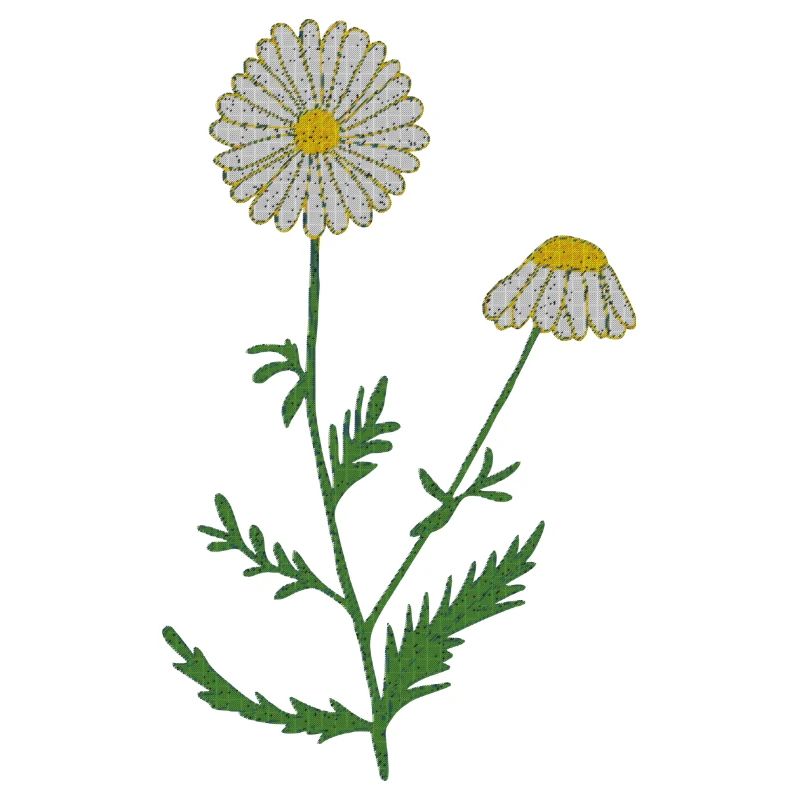 camomille