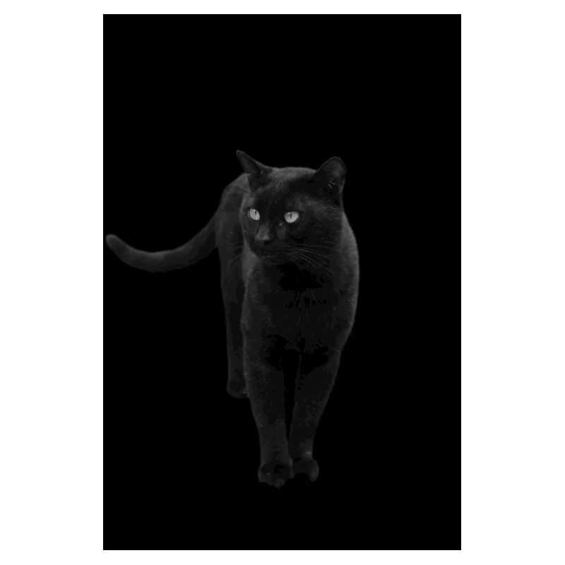 black cat kitten cat