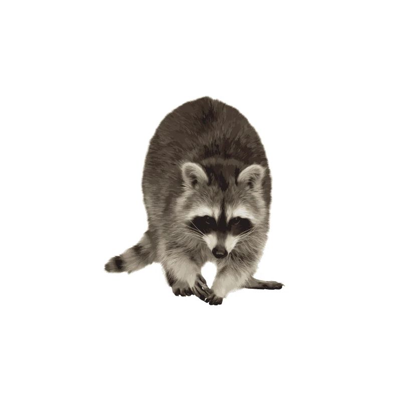Raton laveur