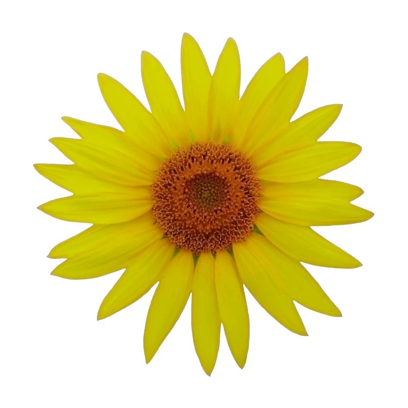Sonnenblume