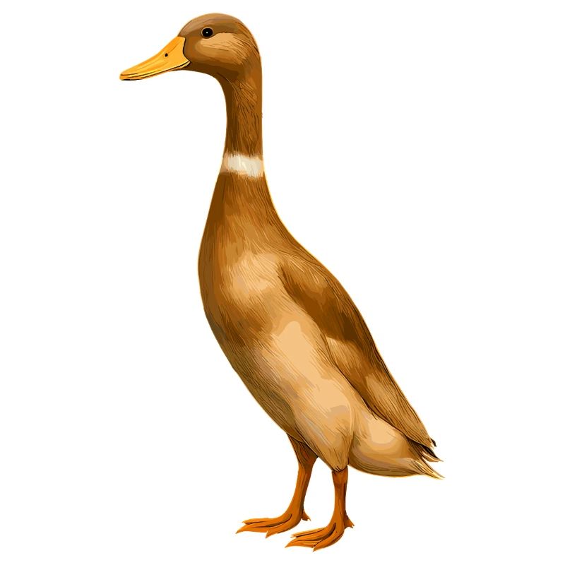 Runner Duck Runner Duck Breeding Runner Duck Breeder