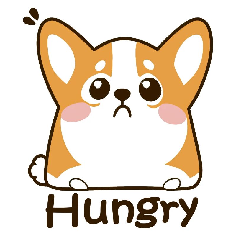 Corgi mignon affamé