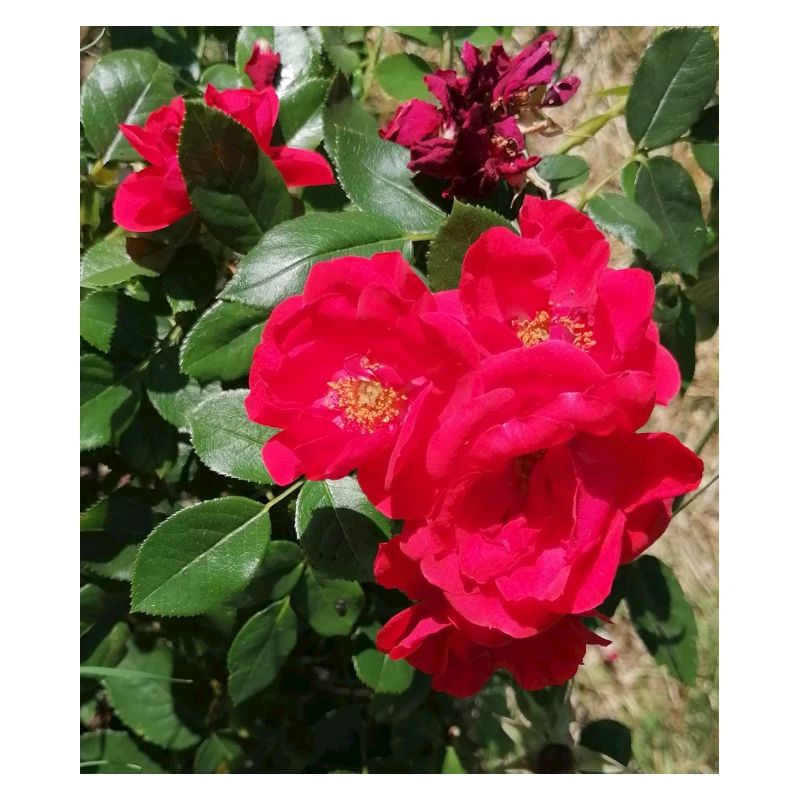 roses rouge avec ses feuilles