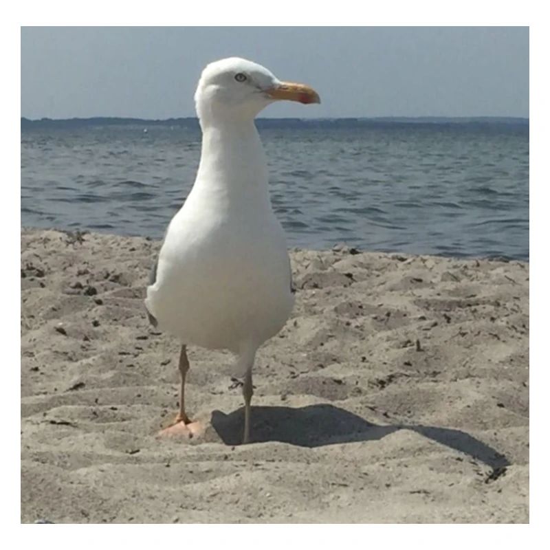 mouette