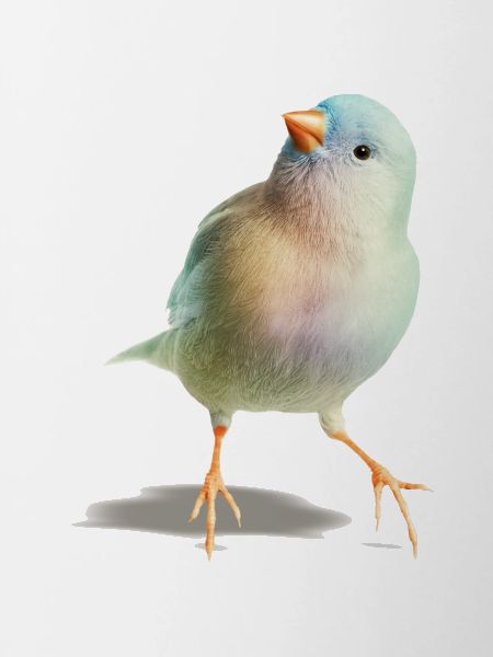 Pensive bird