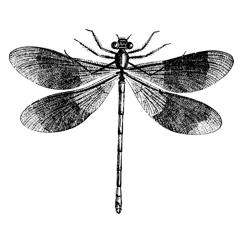Libellule Petite Libellule Insectes Illustration