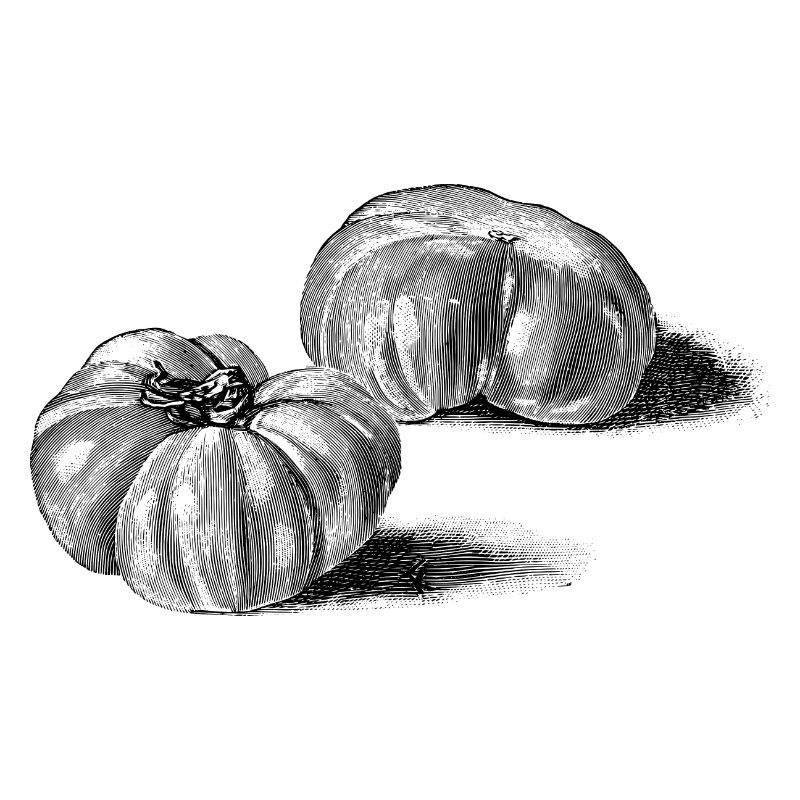 Tomate Fleischtomate Ficarazzi