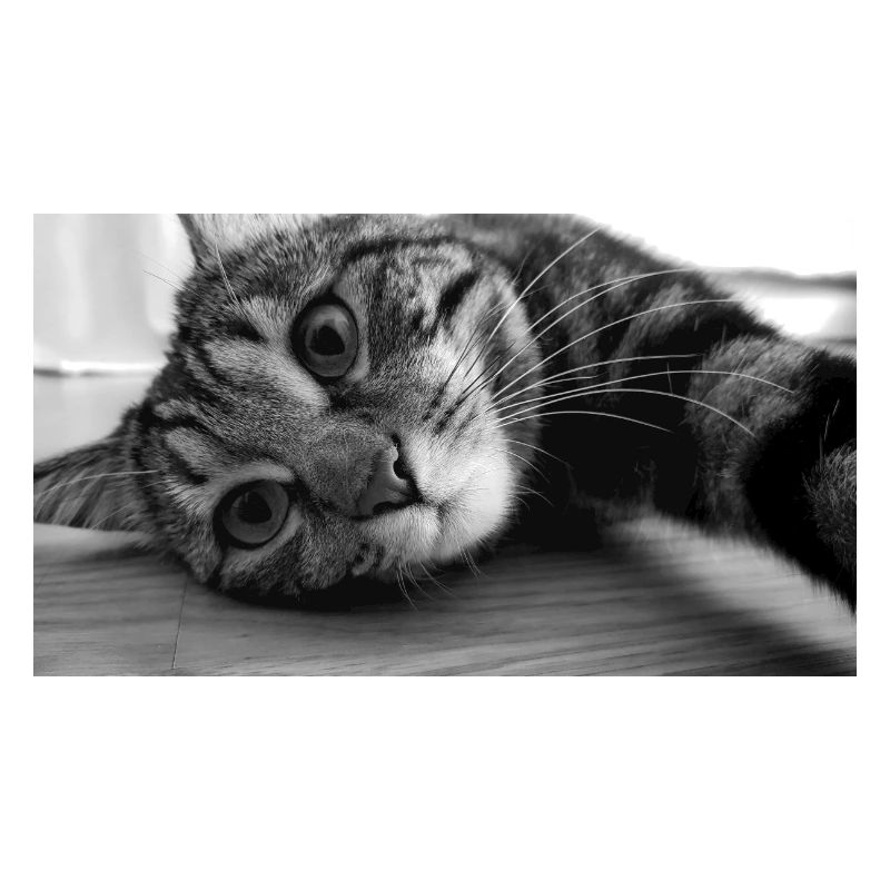 Reclining tabby cat head