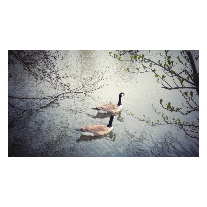 Couple de grands oiseaux