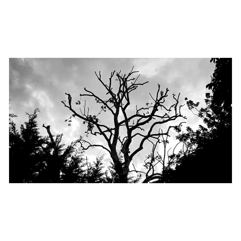 Arbre avec ses branches nues dans le ciel