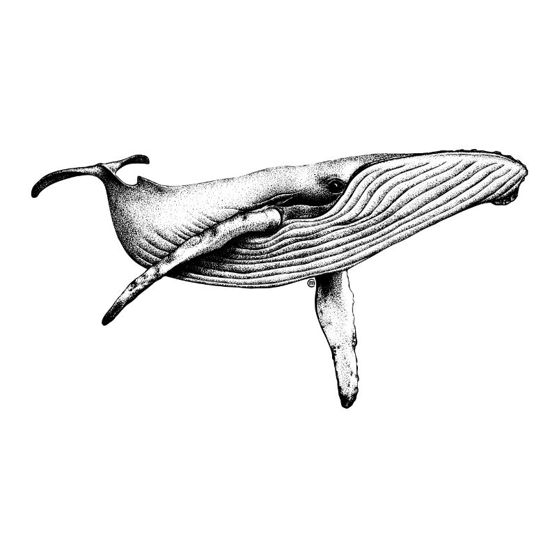 Blue Whale