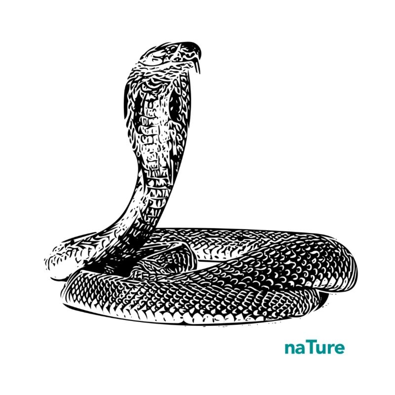 Cobra