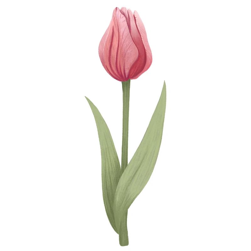 Tulipe