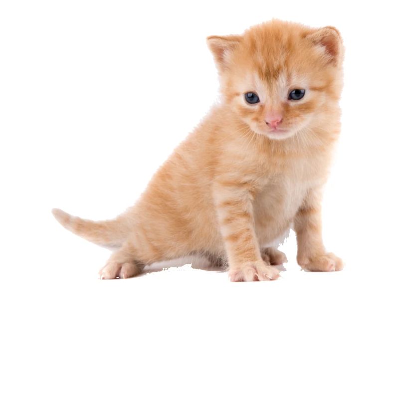 Chaton
