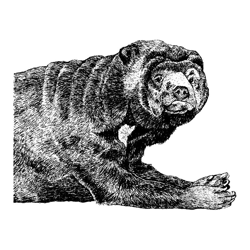 Relaxed sun bear