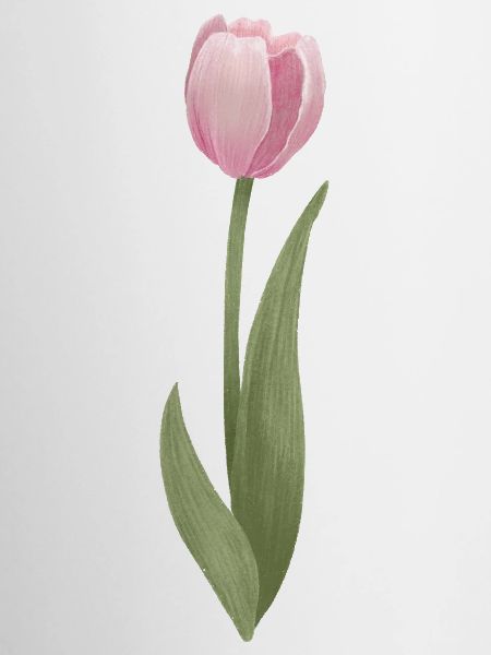 pink tulip
