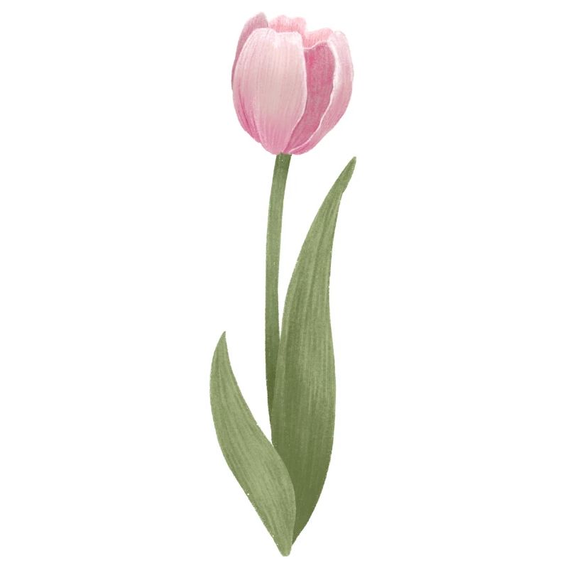 tulipe rose
