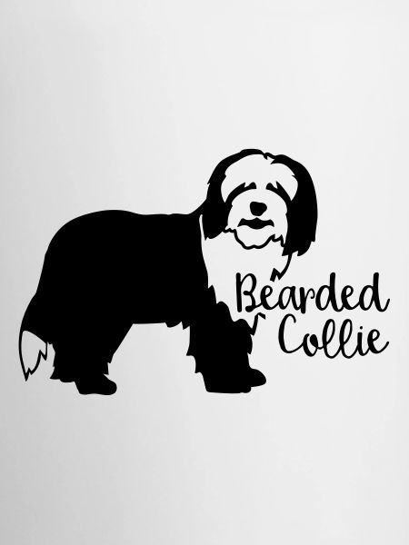 Bearded Collie