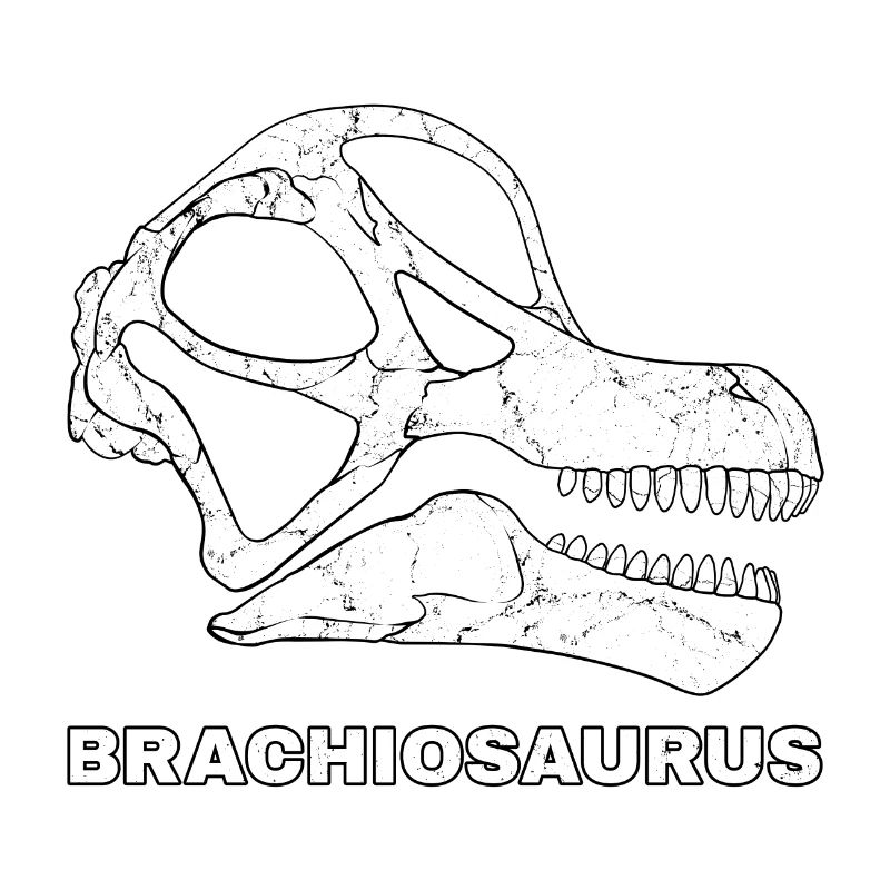 Tête fossile de Brachiosaurus