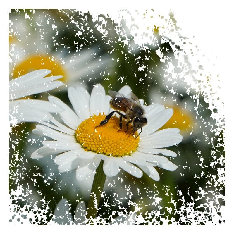 A bee collects pollen
