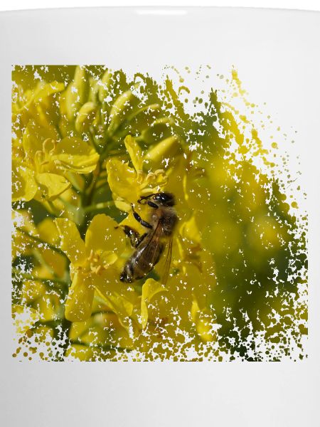 Biene auf Rapsblüte