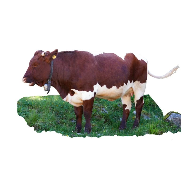 Das Fleisch der Pinzgauer Rinder ist schmackhaft