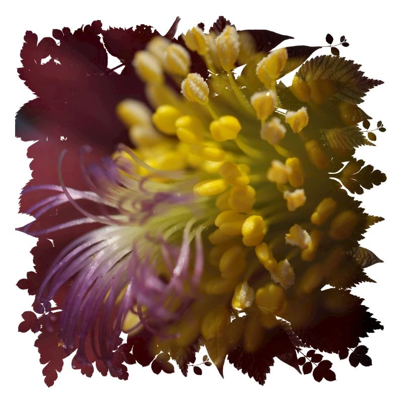 La fleur de pasque est utilisée en médecine populaire