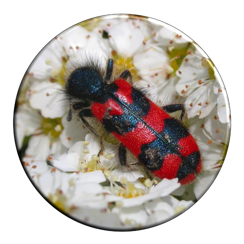 The bee beetle or beewolf