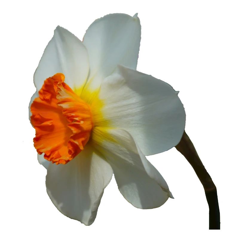 The daffodil is a spring flower