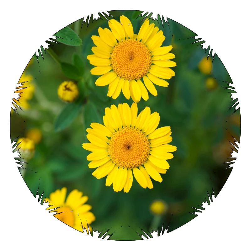 Dyer's chamomile (Anthemis tinctoria)