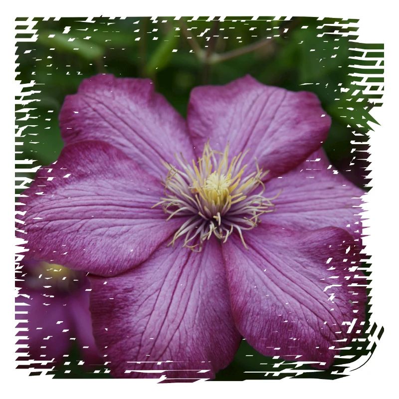 Clematis ist eine Kletterpflanze mit bunten Blüten