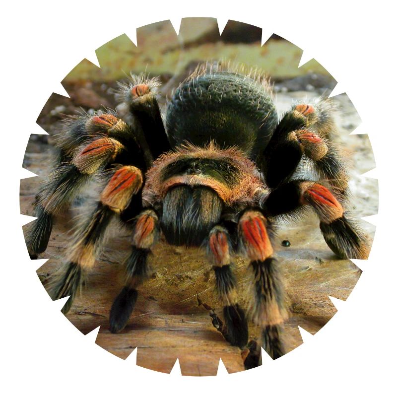 La tarentule à genoux rouges comme animal de compagnie