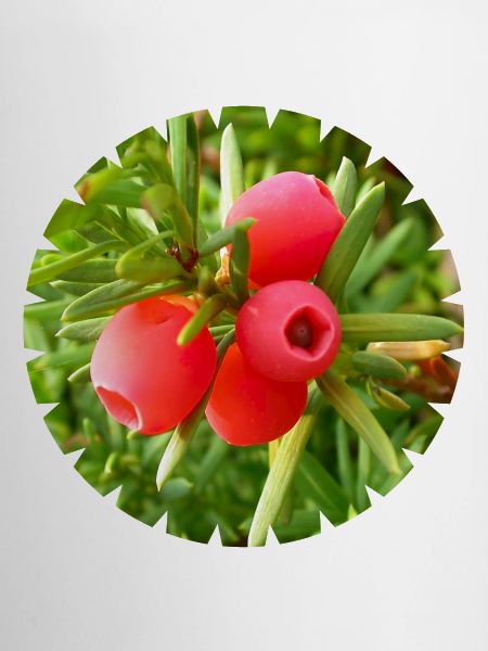 The yew, a native conifer