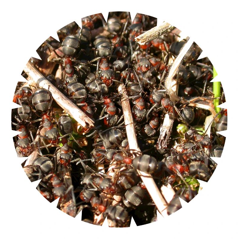 Forest ants are important forest dwellers
