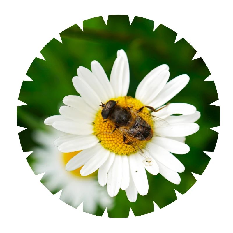 Without insects, there is no and no fruit