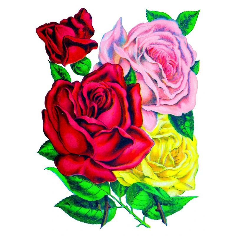 Roses