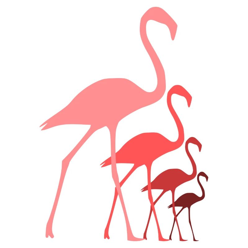 Flamingos