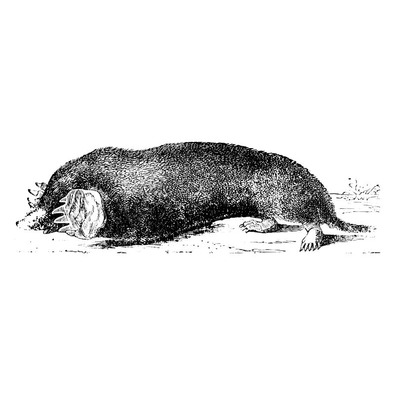 Maulwurf
